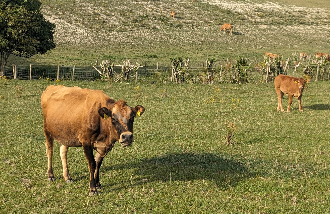 cows